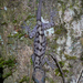 Cyrtodactylus taynguyenensis - Photo (c) Jake Smith, todos los derechos reservados, subido por Jake Smith
