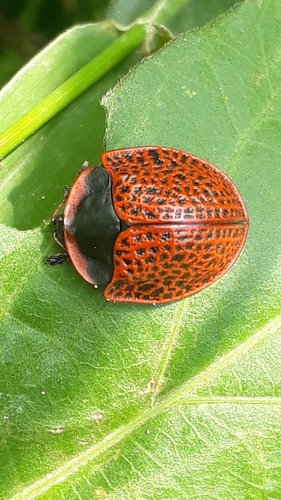 Botanochara impressa