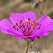 Cistanthe grandiflora - Photo 由 Eric Rojas Abarca 所上傳的 (c) Eric Rojas Abarca，保留所有權利