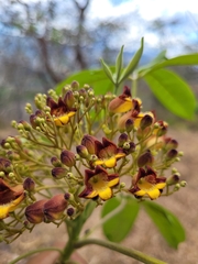 Godmania aesculifolia image