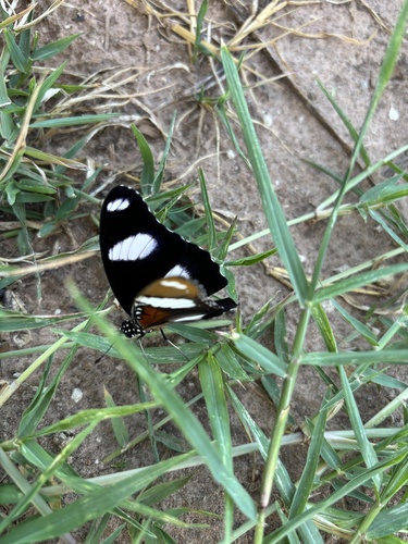Danaid Eggfly