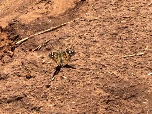 Painted Lady