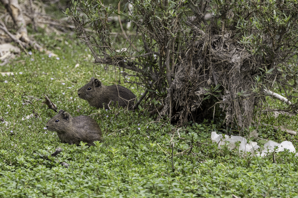 Montane Guinea Pig from Paracas, Peru on September 30, 2023 at 11:34 AM ...