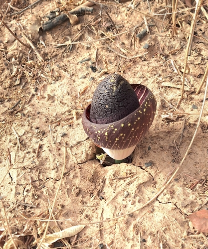 Amorphophallus aphyllus