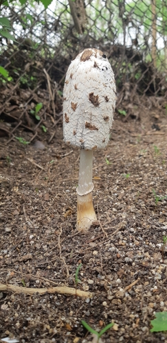 Shaggy Mane