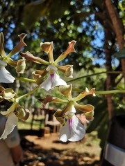 Encyclia cordigera image