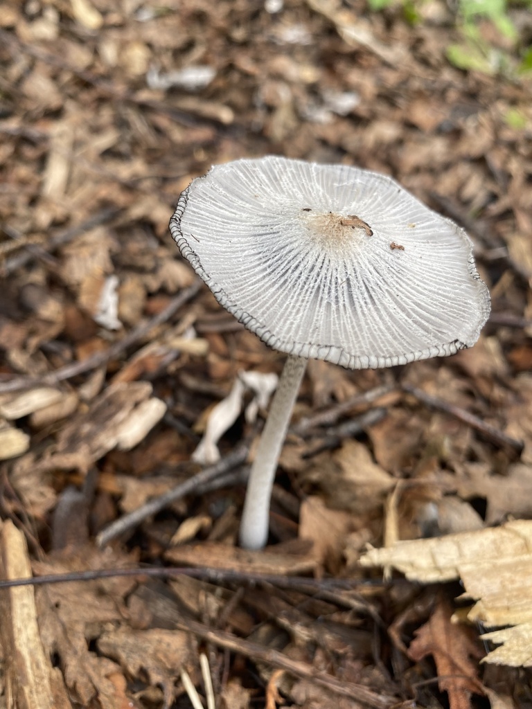 Coprinopsis sect. Lanatulae from Main Street Elementary School, Soquel