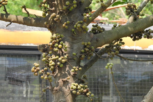 Lampung fig (Ficus lamponga)
