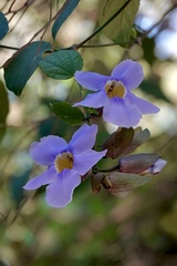 Thunbergia grandiflora image