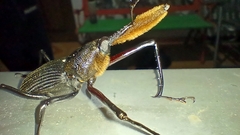 Rhinostomus barbirostris image