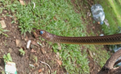 Indo-Chinese Rat Snake