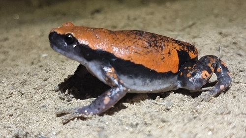 West African Rubber Frog