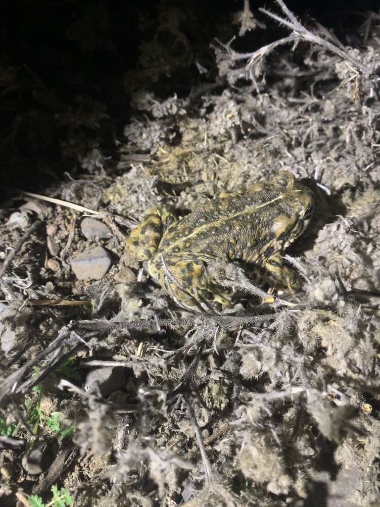 Western Toad in March 2024 by Stephanie Marron Guillen. Found near a ...