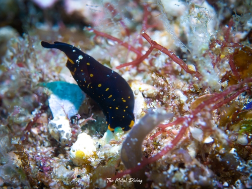 Chelidonura punctata — seen at this dive site