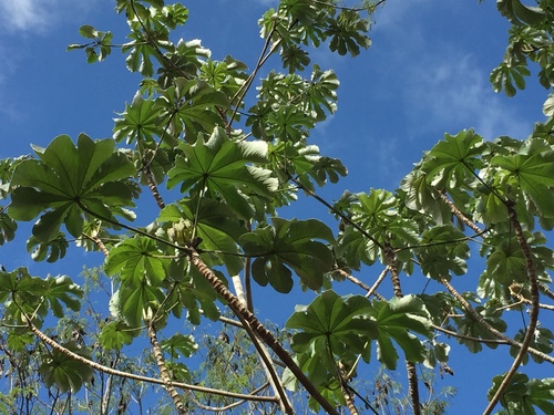 trumpet tree
