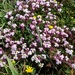 Triphysaria eriantha rosea - Photo (c) Michelle C. Torres-Grant, todos los derechos reservados, subido por Michelle C. Torres-Grant