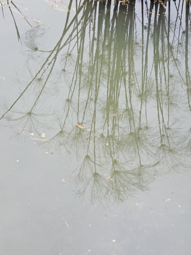 Papyrus sedge