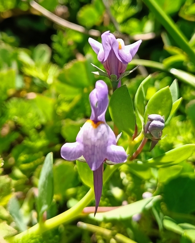 Linaria reflexa