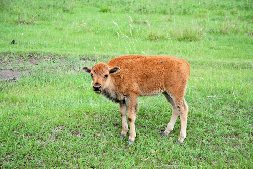 Wood Bison