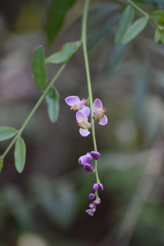 iNaturalist observation photo of Sierra milkwort