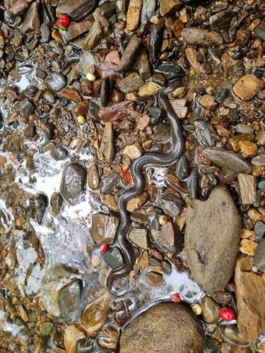 Macleay's Water Snake sighting
