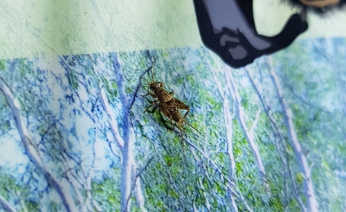 Ornebius balumba