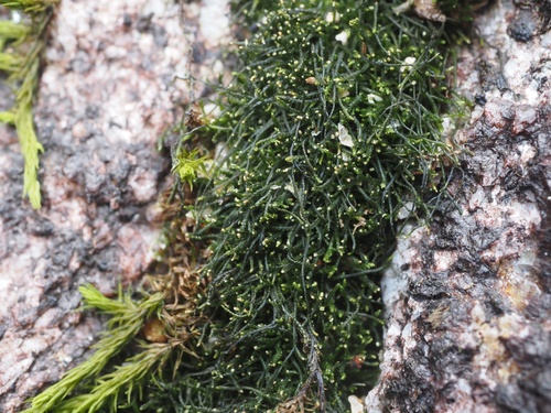 Cylindrocolea