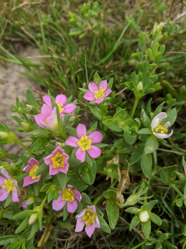 sand rose gentian (Sabatia arenicola)