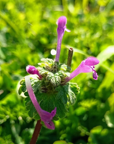 henbit deadnettle