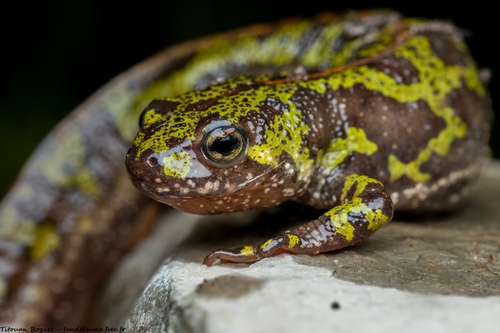 Triturus marmoratus (Latreille, 1800)