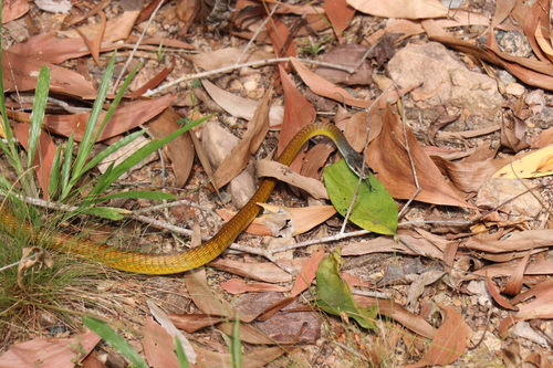 Common Tree Snake sighting