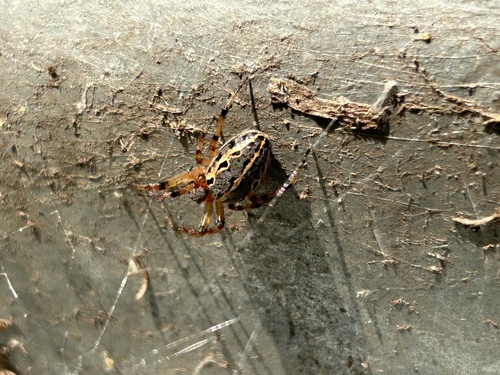 Alpaida veniliae