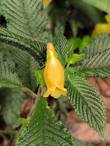 Gasteranthus villosus