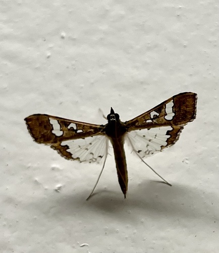 Mung Bean Moth