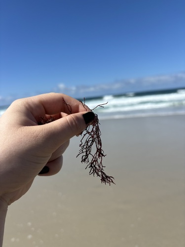 Gelidium nudifrons