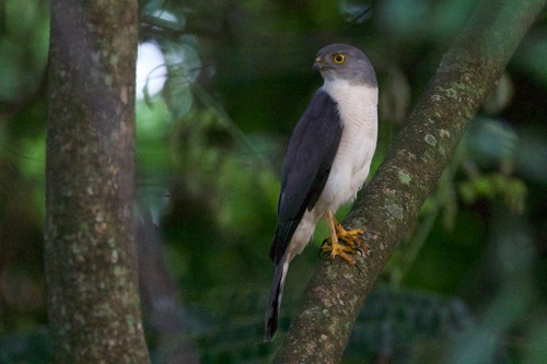 Frances's Sparrowhawk