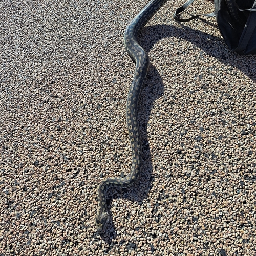 Inland Carpet Python sighting