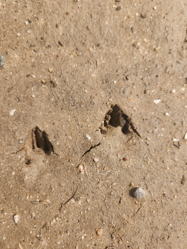 iNaturalist observation photo of Mammals