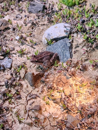 iNaturalist observation photo of Pacific chorus frog