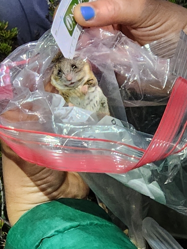 iNaturalist observation photo of Cactus Deermouse