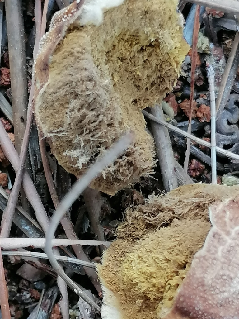 Umber-brown Puffball from Aldeia Nova (Urb. Retur), 8950, Portugal on ...