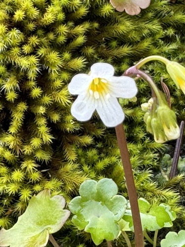 California Mistmaiden