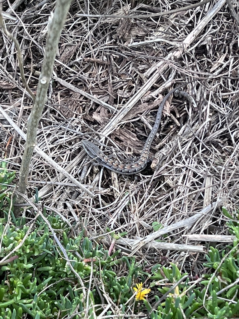 Southern Alligator Lizard From Via Marta, Carlsbad, Ca, Us On March 2 