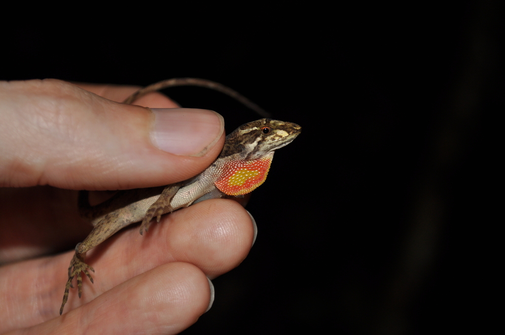 Thick Anole