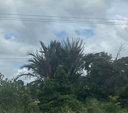 Sago Palm