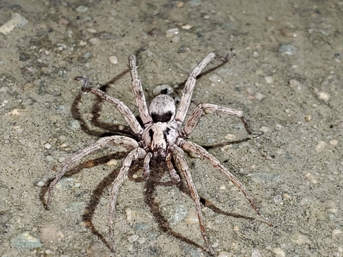 Syspira tigrina