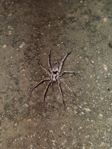 Syspira tigrina