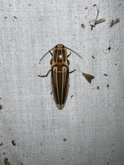 Semiotus ligneus image