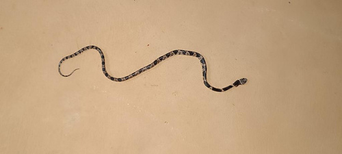 Brazilian Slug-eating Snake