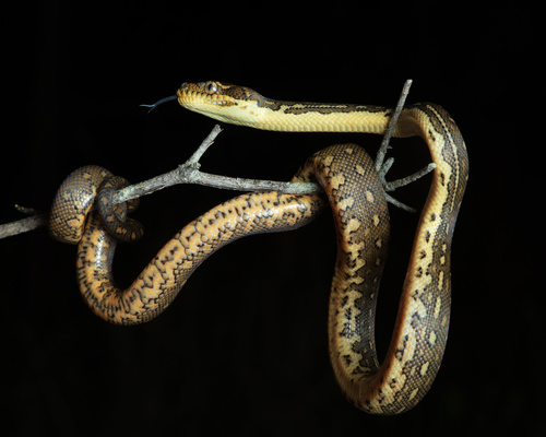 Diamond Python sighting